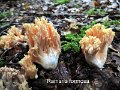 Ramaria formosa-amf416-2